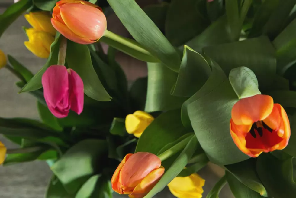 What Makes Tulips One of the Most Special Flowers in the World
