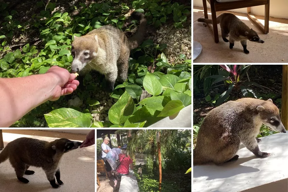 Meet “Wilson” the Coatis