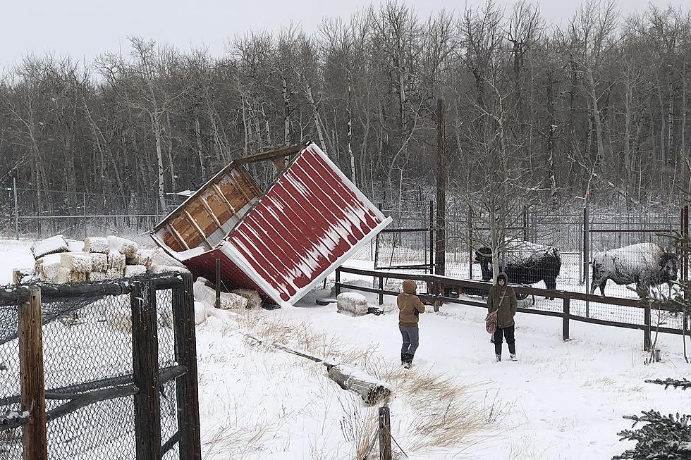 Yellowstone Wildlife Sanctuary Needs Help After Wind Damage