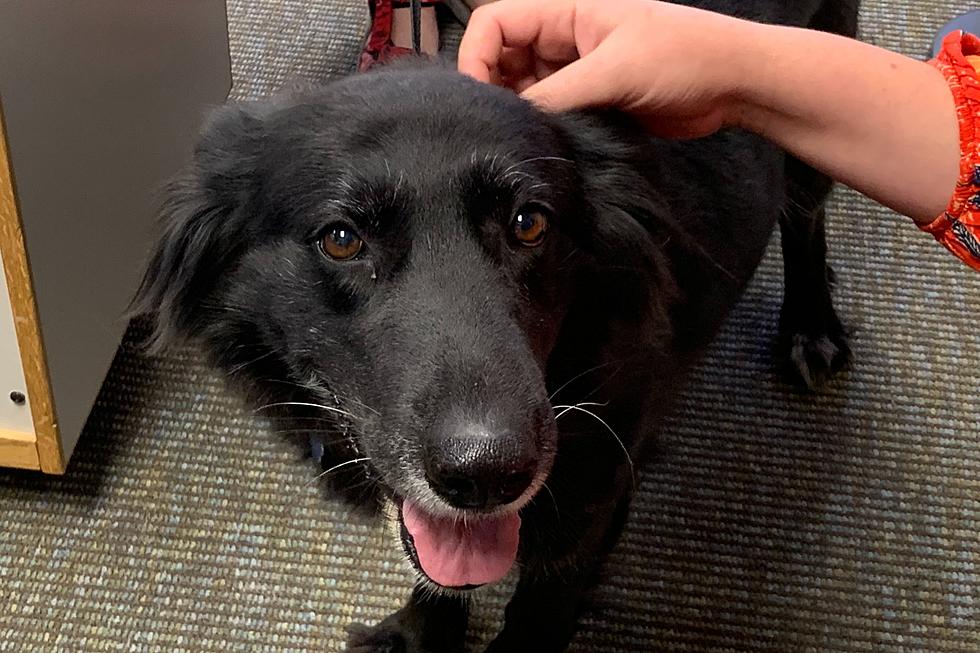 Wet Nose Wednesday: Meet Chatty Kathy, the Aussie and Shepherd Mix