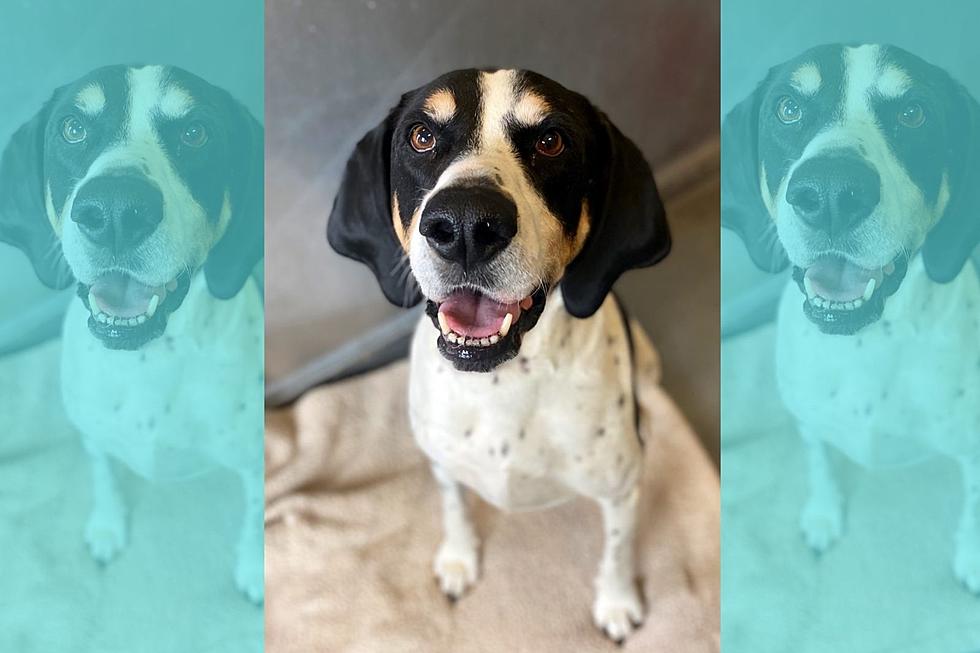 Treeing Walker Hound Mix Available for Adoption in Billings