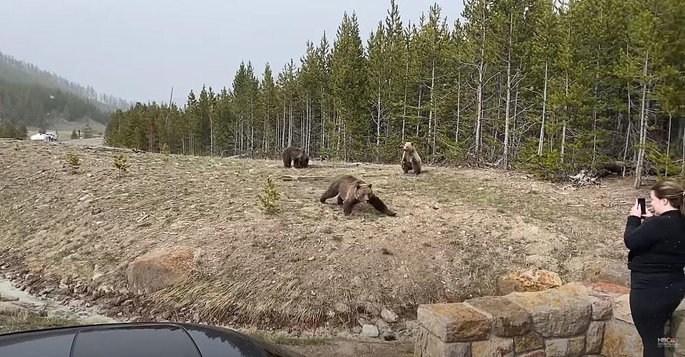 Grizzly Charges Woman: The Real Problem? How We Talk About Animals