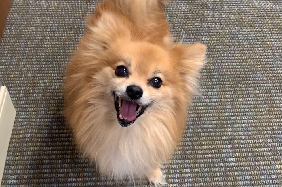 Cody the Pomeranian Available for Adoption in Billings