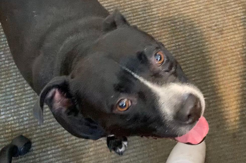 Lovable Pit Bull Terrier Mix Waiting to Be Adopted in Billings