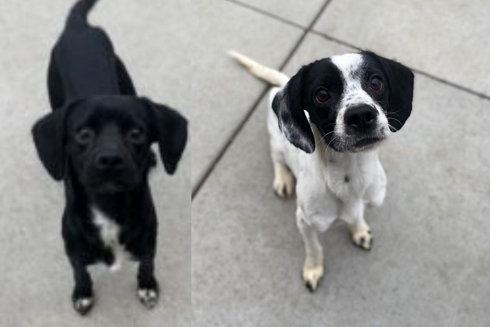 Cocker Mix Brothers Looking for Home in Billings