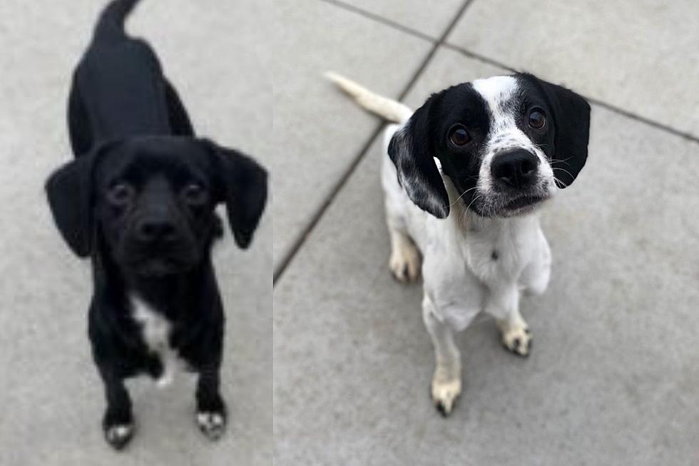 Cocker Spaniel Mix Brothers Looking for Home in Billings