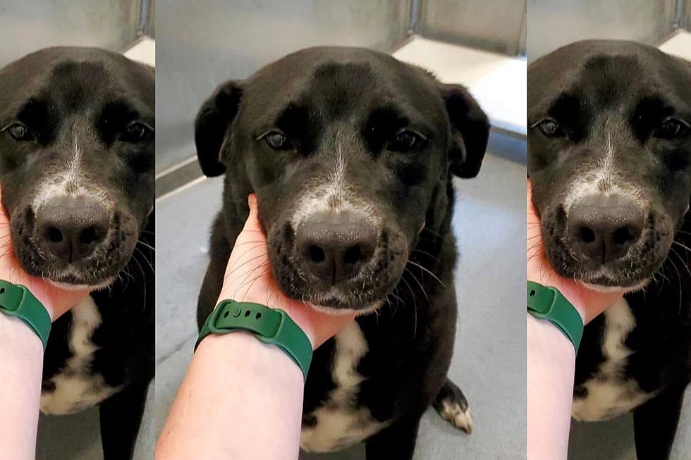 ‘Chunk of Love’ Labrador Mix is Waiting to Be Adopted in Billings