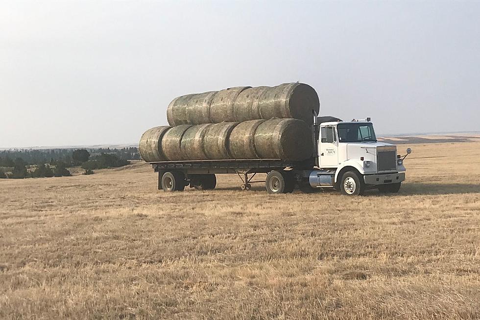 There May Be Hope: What the Rain Means for Montana Ranchers