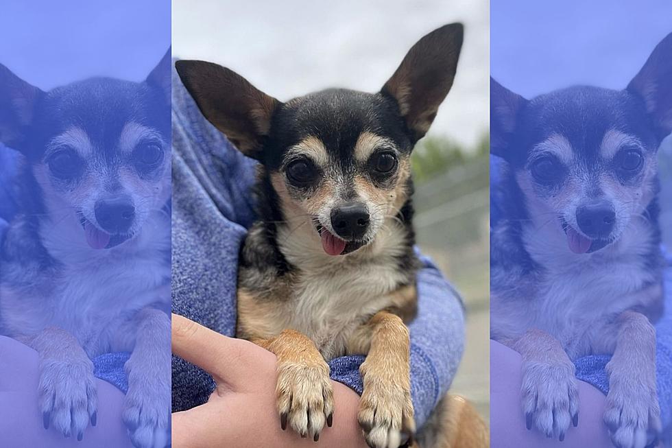 10 Year Old Chihuahua Mix Needs Billings Family to Love