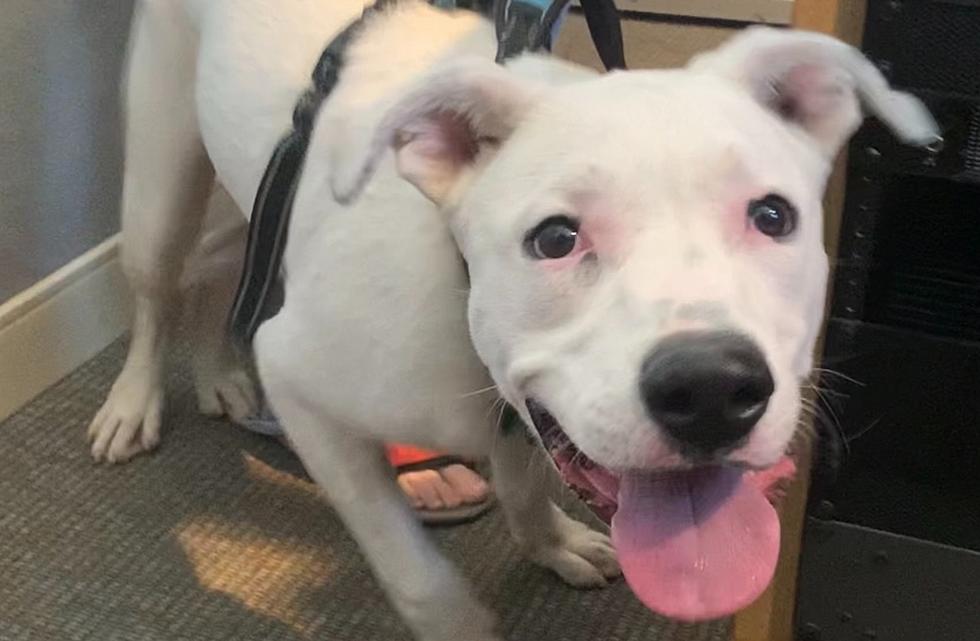 Domino the Pit Bull Mix Puppy is Looking for His Person in Billings