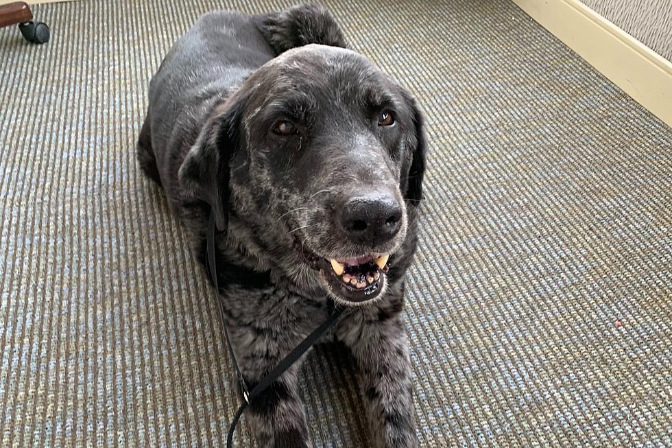 Lovable Lab and Catahoula Mix is Up for Adoption in Billings