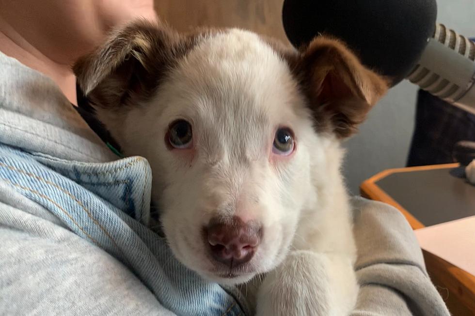 This 9-Week Old Australian Shepherd Mix is Looking for Home in Billings