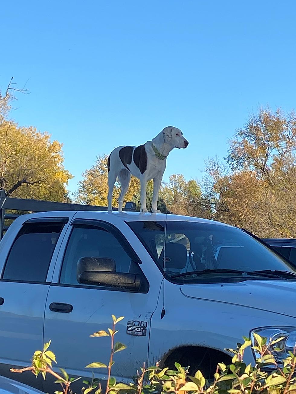 Montana Dog Stands Watch As Owner Eats at Cowboys in Huntley