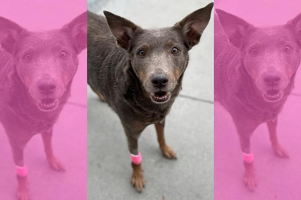 Sweetest Kelpie Mix is Looking for Her Forever Home in Billings