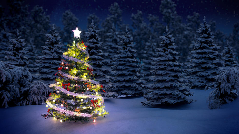 Magic Recipe To Keep Christmas Tree Fresh
