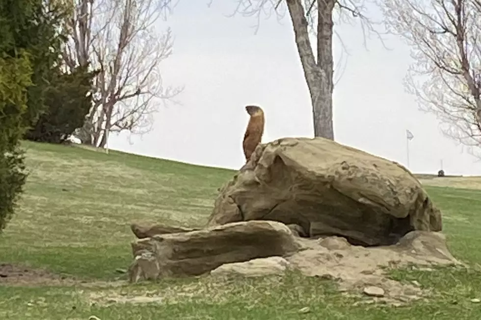 The Big Ditch, Taxes, Glendive and a Rock Chuck Golf Clap