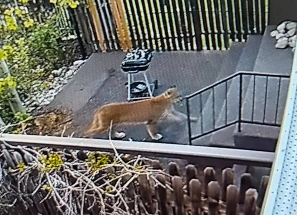 Billings Man Captures Video of Cougar Trying to Enter Home