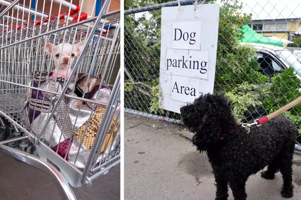 It's Kind of Ridiculous Dogs Not Allowed at This Billings Event