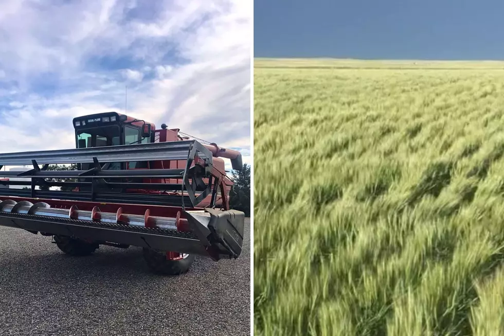 Farmer Paul is About to Enjoy The Best Part of Being in Montana Agriculture