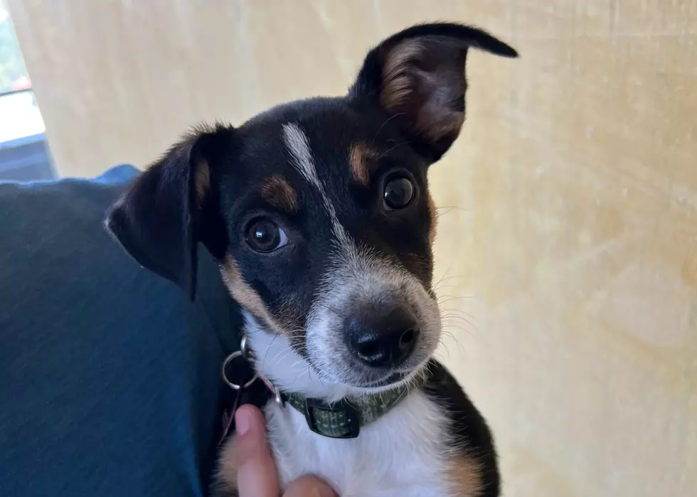 Adorable 10-Week Old Puppy Needs Family to Love in Billings