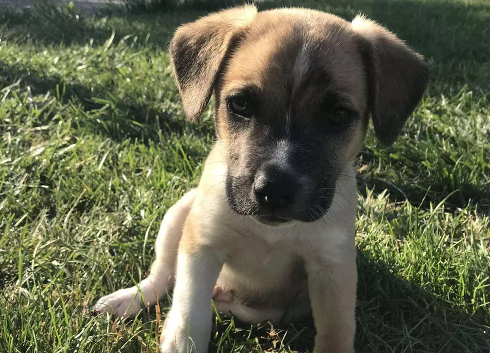 Adorable Puppy Needs a Home in Billings, as Does 3-Legged Dog