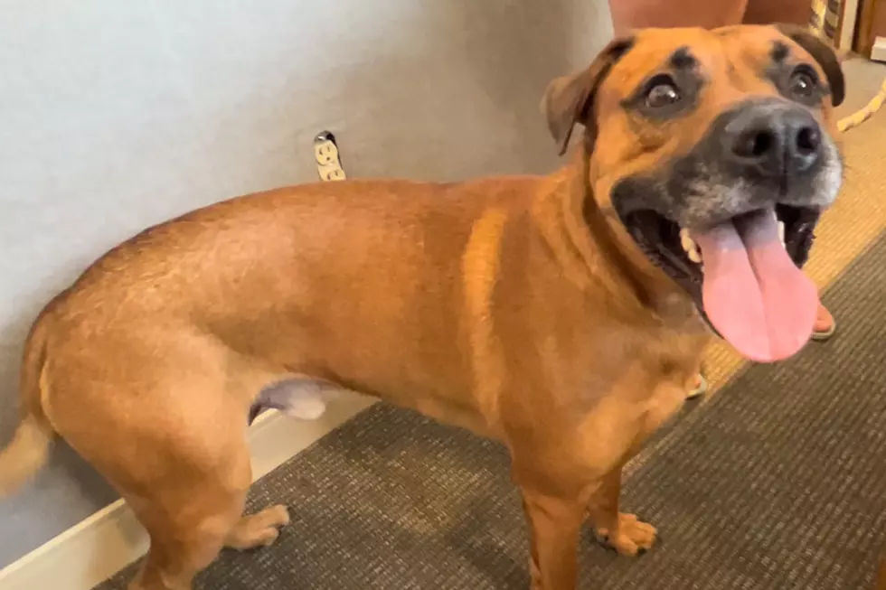 There's a Rhodesian Ridgeback Looking for Home in Billings