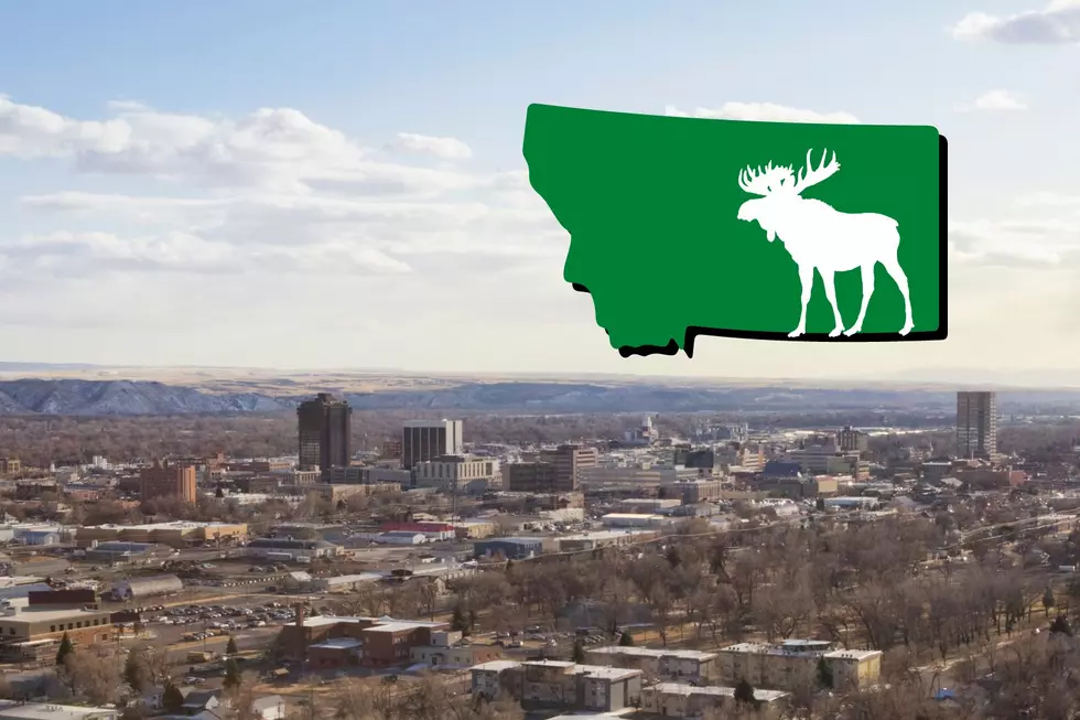 The Billings Moose on the Loose Might See a Bad Ending