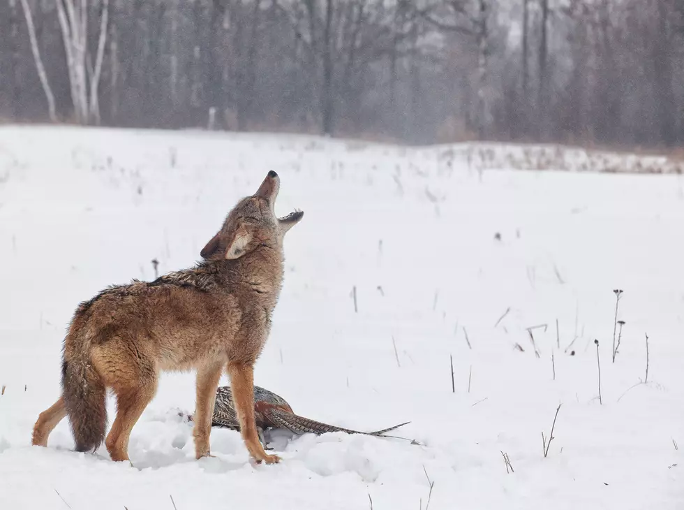 A Bad Weekend to Be a Coyote in Montana is Coming Up