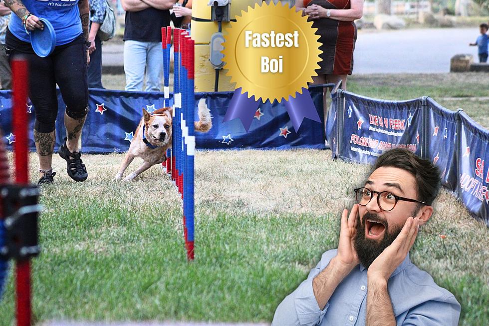 Paws Down, “All-Star Stunt Dogs” Is The Best Part of Montana Fair