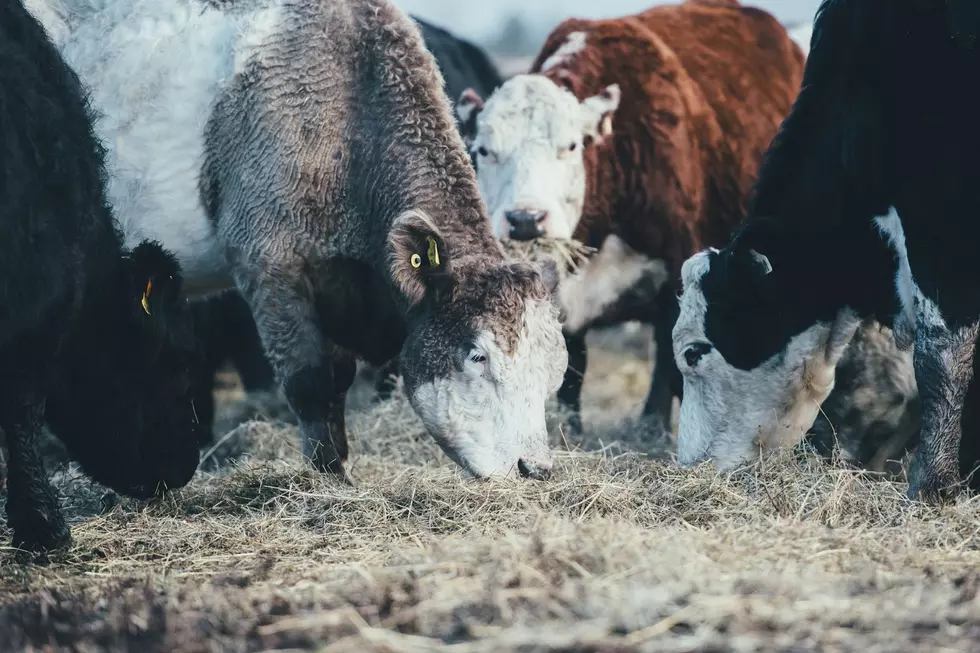 Plenty of meat and homegrown veggies. Photo by Annie Spratt on Unsplash