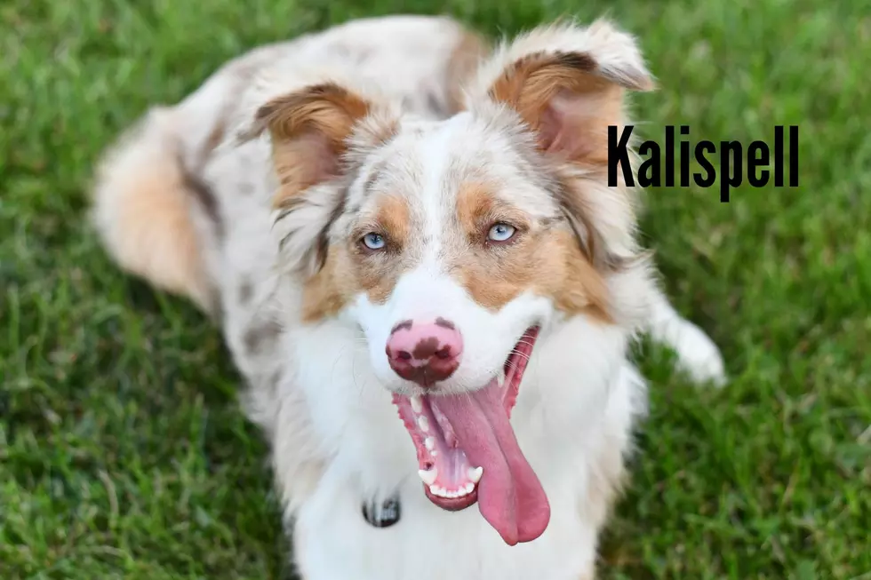 Australian Shepherd Photo by Holly Spangler on Unsplash