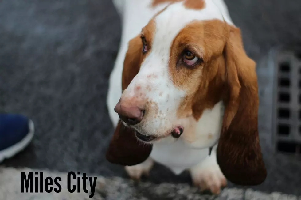 Bassett Hound Photo by Lauren McConachie on Unsplash