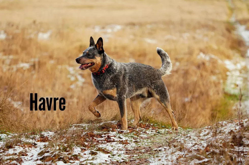 Blue Heeler Photo by Marcin Wojna on Unsplash