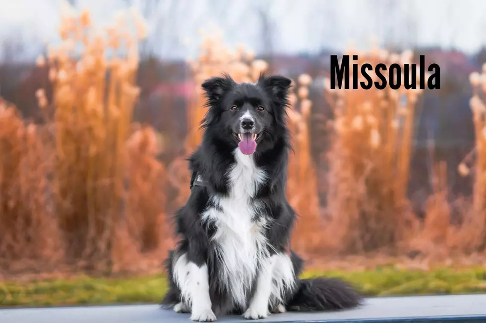 Border Collie Photo by Jacob on Unsplash