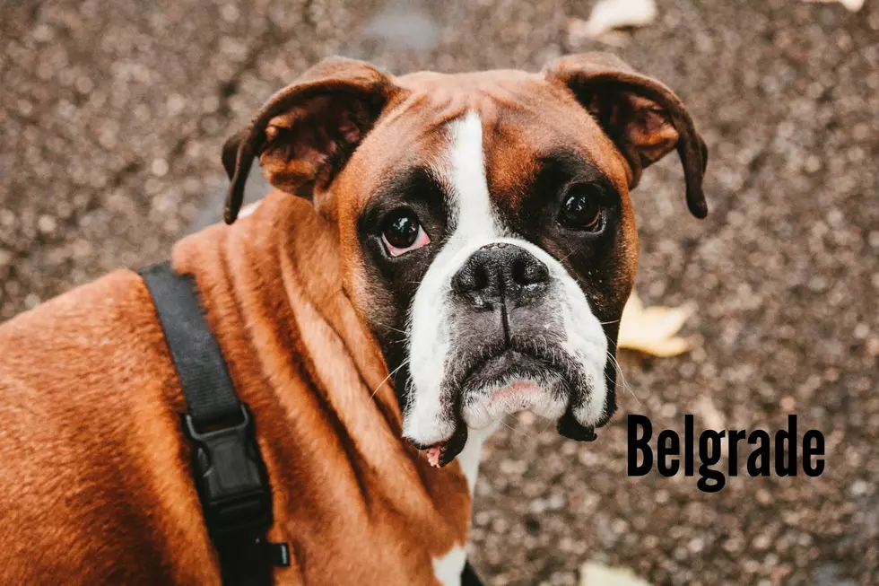 Boxer Photo by Sean Foster on Unsplash