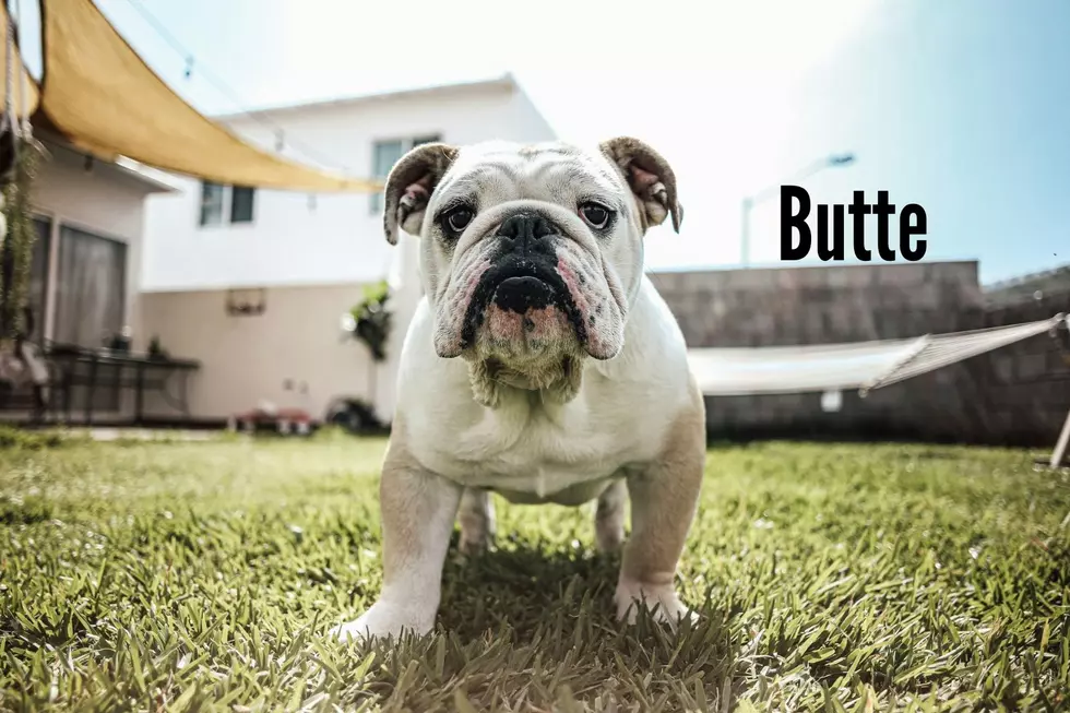 Bulldog Photo by Josue Michel on Unsplash