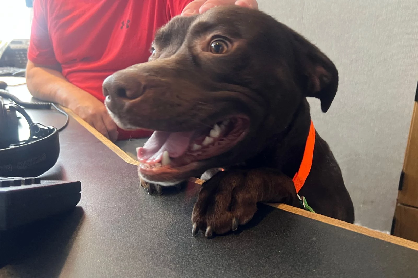 Charlie is among the top dog names in MT. Credit Michael Foth, TSM