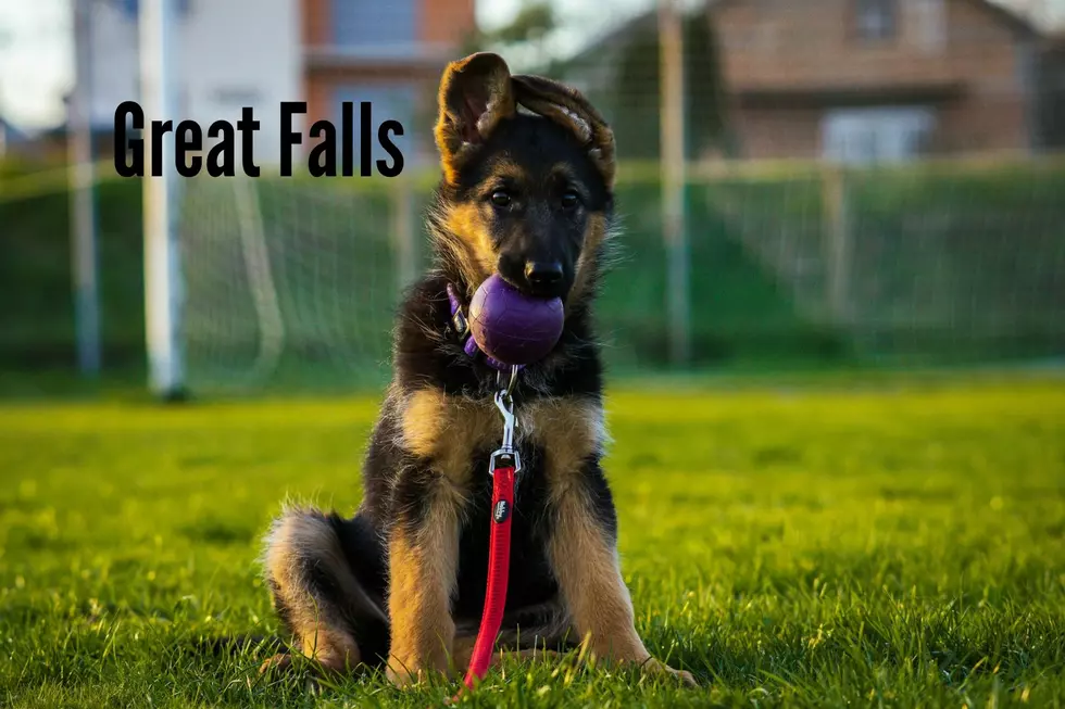 German Shepherd Photo by nygi on Unsplash