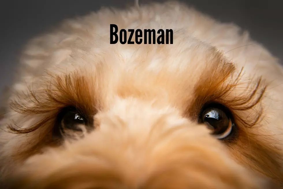 Golden Doodle Photo by Ethan Richardson on Unsplash