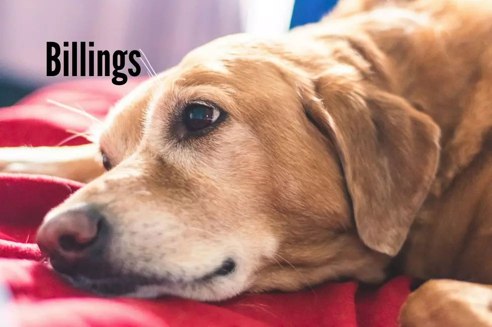 Labrador Retriever Photo by Patty Zavala on Unsplash
