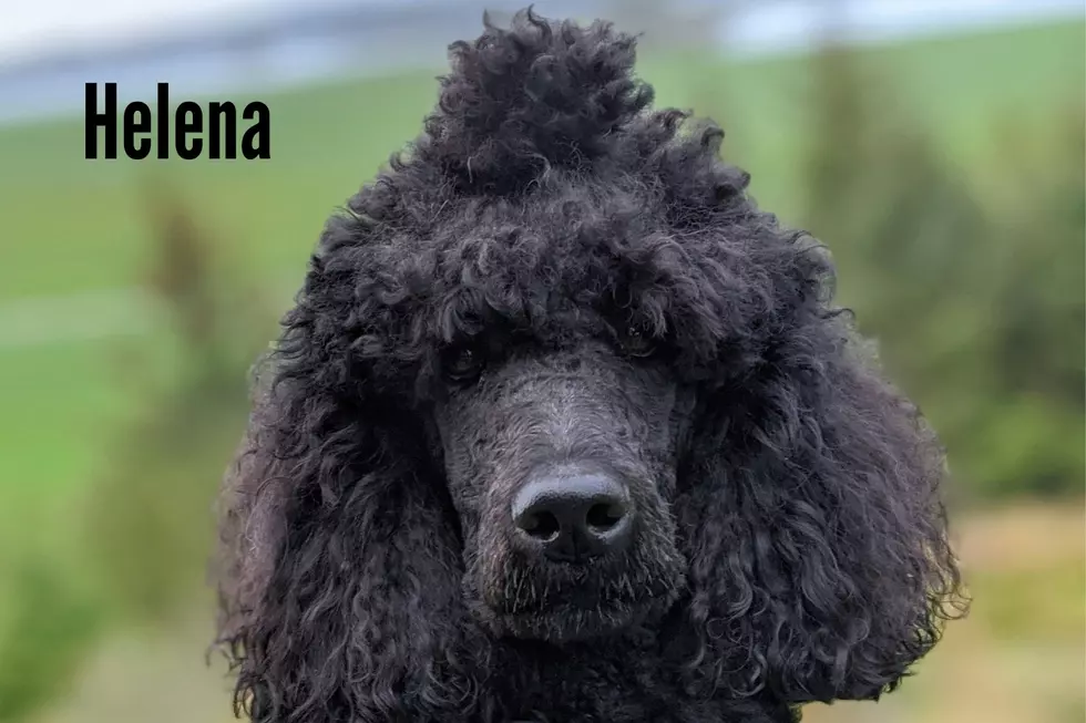 Standard Poodle Photo by Hans Ole Benonisen on Unsplash