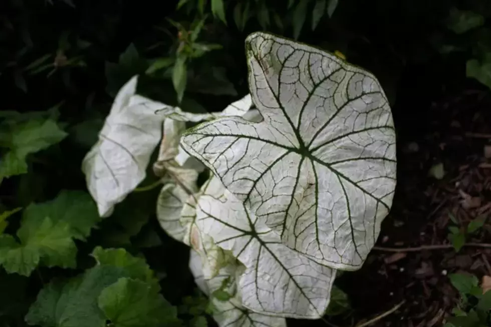 Caladium 'Candidum', also known as Angel Wings. Photo by Zoshua Colah on Unsplash