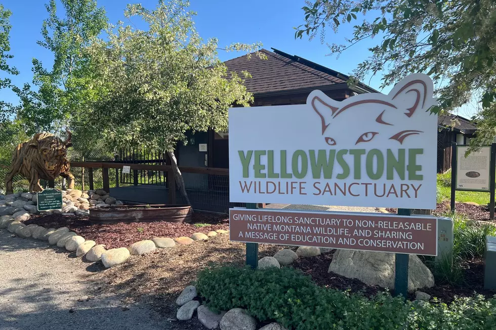 Bears, Birds, Wolves and More at Yellowstone Wildlife Sanctuary in Red Lodge