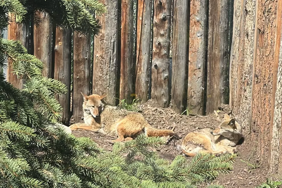 Yellowstone Wildlife Sanctuary, Red Lodge, MT. Credit Michael Foth, TSM