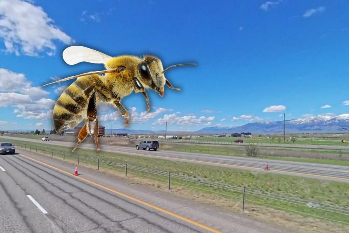 Thousands of Unexpected Buzzing Insects Swarmed I-90 in Montana