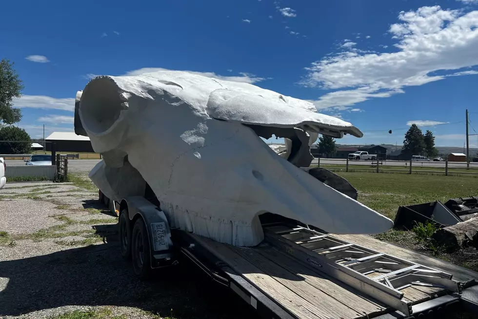 The horns are removed for transport. Credit Michael Foth, TSM