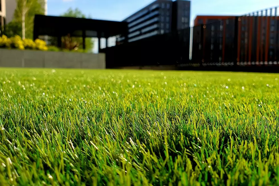 Japanese beetles can destroy your beautiful lawn. Photo by Petar Tonchev on Unsplash