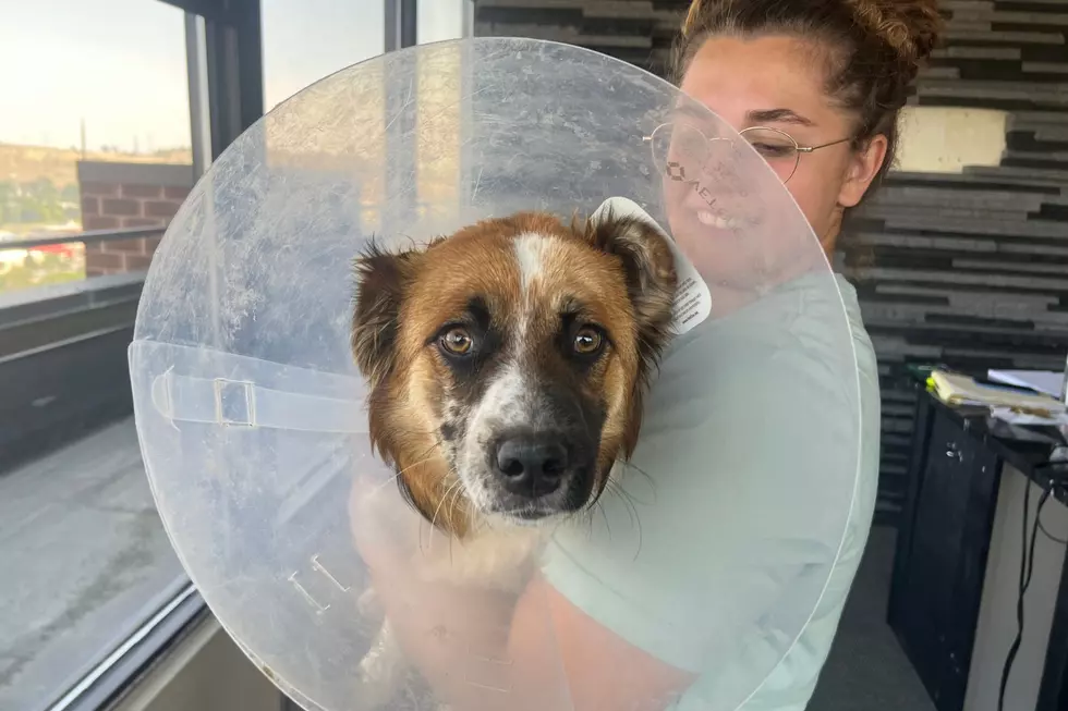 Sage the Border Collie Mix is Ready to Leap Into Your Life