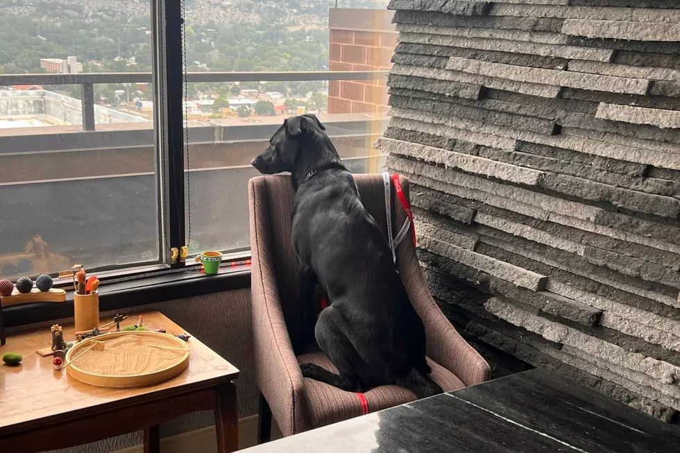 “Shadow” the Frisky Lab Mix is Ready for Adoption in Billings