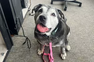 Big Smile, Big Personality: Rosie is Ready for Adoption in Billings